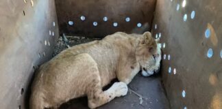 Rescatan a Cachorro de León Africano en Sinaloa; Suman 9 Felinos Salvados en Medio de la Violencia -AlternativaTlx