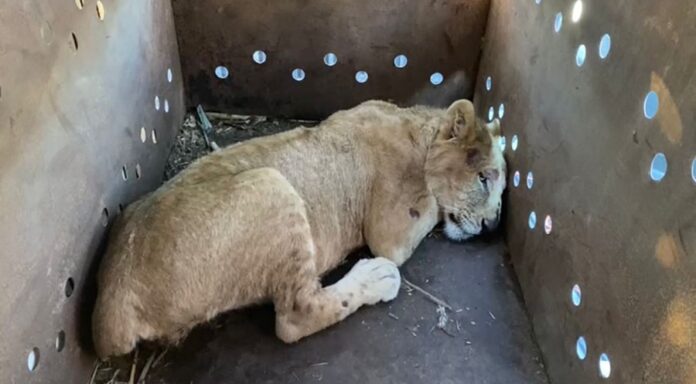 Rescatan a Cachorro de León Africano en Sinaloa; Suman 9 Felinos Salvados en Medio de la Violencia -AlternativaTlx