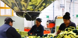 Se Generaron 638 Puestos de Trabajo Formales en Octubre: STYC -AlternativaTlx