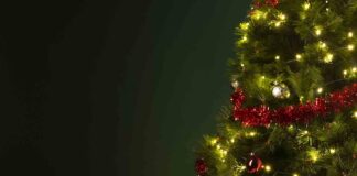 Árboles de Navidad, una Tradición con Beneficios Ambientales -AlternativaTlx