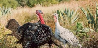 El Pavo, un Alimento Lleno de Historia -AlternativaTlx