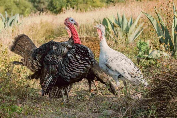 El Pavo, un Alimento Lleno de Historia -AlternativaTlx