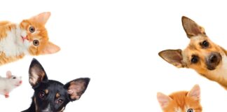 Omisiones de los Gobiernos a Casi Dos Años de Publicada la Ley de Bienestar Animal -AlternativaTlx