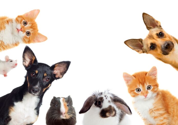 Omisiones de los Gobiernos a Casi Dos Años de Publicada la Ley de Bienestar Animal -AlternativaTlx Omisiones de los Gobiernos a Casi Dos Años de Publicada la Ley de Bienestar Animal -AlternativaTlx