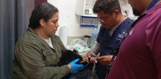 Presenta AZCARM Denuncia por Amputación Negligente de Mono Saraguato. Responsabiliza a la CFE de Muerte Maiva de Fauna Silvestre -AlternativaTlx