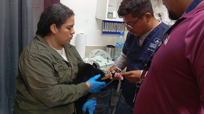 Presenta AZCARM Denuncia por Amputación Negligente de Mono Saraguato. Responsabiliza a la CFE de Muerte Maiva de Fauna Silvestre -AlternativaTlx