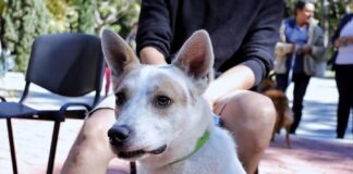 Protege a tus Animales de Compañía Durante las Fiestas Decembrinas -AlternativaTlx