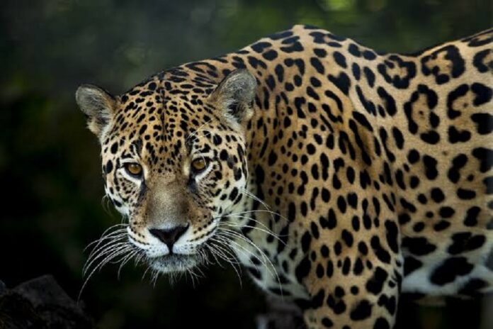 Unbio Denuncio a SEDENA por Daños a la Fauna Silvestre y Leyes Ambientales -AlternativaTlx Unbio Denuncio a SEDENA por Daños a la Fauna Silvestre y Leyes Ambientales -AlternativaTlx