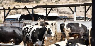 Con Curso-Taller se Reforzará la Prevención de Efectos del Gusano Barrenador de Ganado en Huamantla -AlternativaTlx