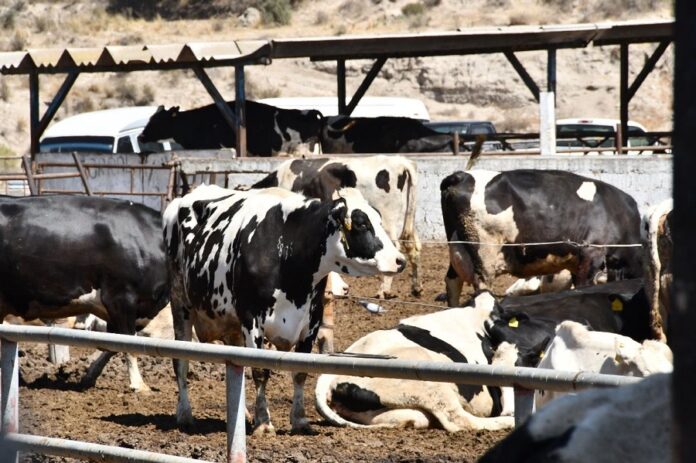 Con Curso-Taller se Reforzará la Prevención de Efectos del Gusano Barrenador de Ganado en Huamantla -AlternativaTlx