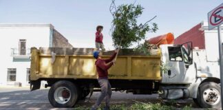 El Ayuntamiento de Tlaxcala Responde a la Ciudadanía: Inicia Labores de Poda y Mantenimiento en el Boulevard Revolución -AlternativaTlx