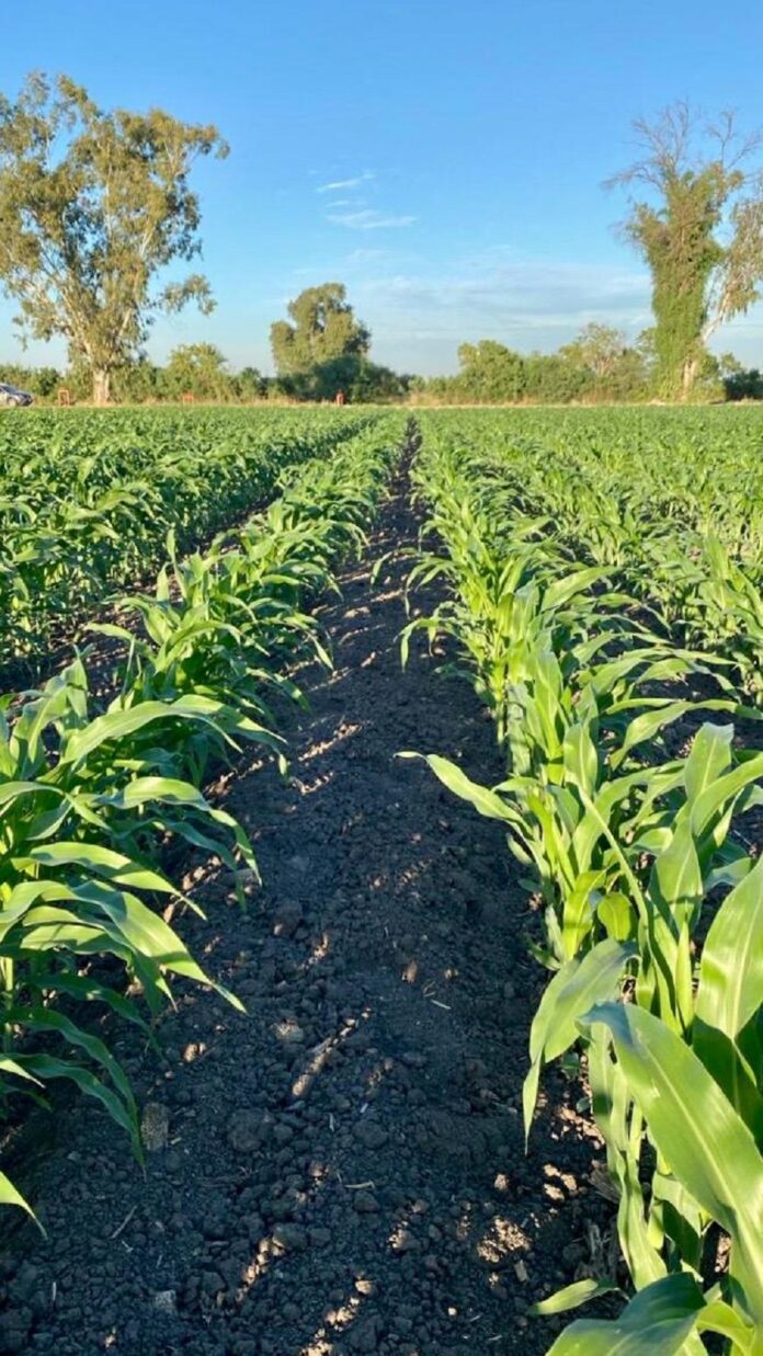 Enfrenta Sector Agropecuario Panorama Crítico en 2025 Consultoría Nexusagronegocios -AlternativaTlx