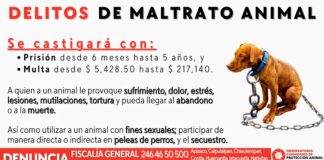 Es Necesario Conocer los Tipos de Delitos de Maltrato Animal y sus Sanciones -AlternativaTlx