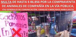 Multa de Hasta $ 86,856 por la Compraventa de Animales de Compañía en la Vía Pública -AlternativaTlx