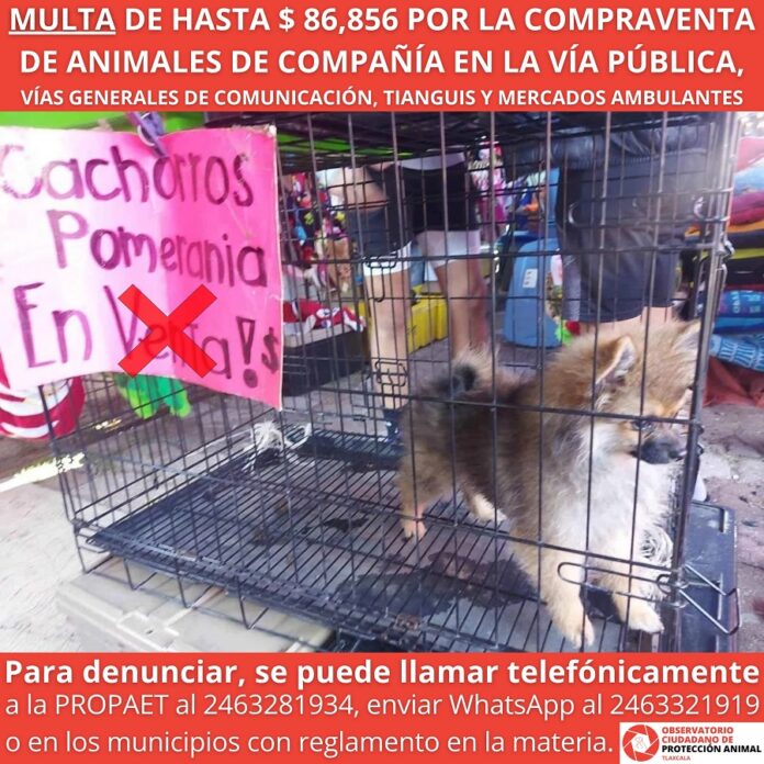 Multa de Hasta $ 86,856 por la Compraventa de Animales de Compañía en la Vía Pública -AlternativaTlx