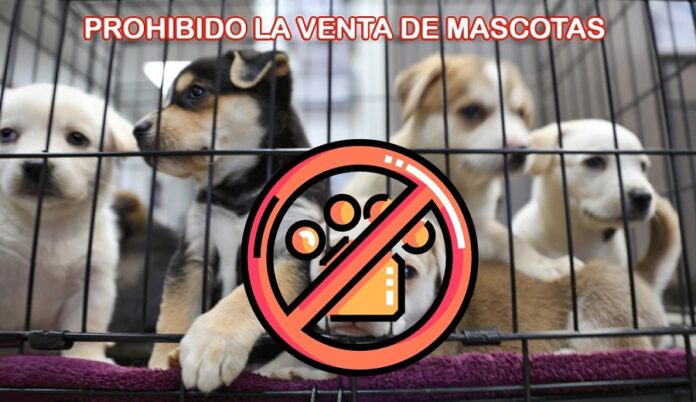 Prohíben la Compra Venta de Animales de Compañía en la Vía Pública en Tlaxcala -AlternativaTlx