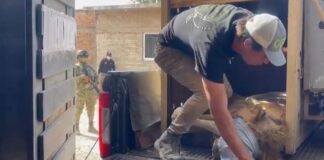Rescatan a Otro León en Sinaloa Ya Suman 11 Felinos Rescatados en Medio de la Violencia -AlternativaTlx