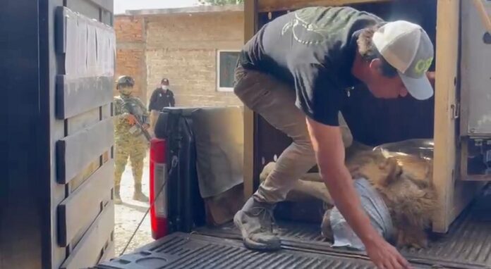 Rescatan a Otro León en Sinaloa Ya Suman 11 Felinos Rescatados en Medio de la Violencia -AlternativaTlx