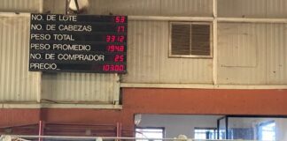Crisis Ganadera pone en Jaque a Productores Pecuarios por Desplome de Precios Nexusagronegocios - AlternativaTlx