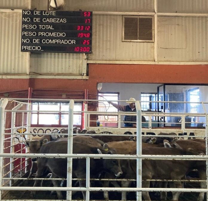 Crisis Ganadera pone en Jaque a Productores Pecuarios por Desplome de Precios Nexusagronegocios - AlternativaTlx