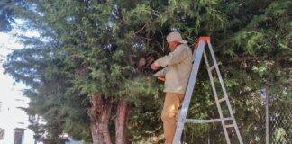 Gobierno Municipal Realiza Poda Preventiva en Calles y Parques de Huamantla- AlternativaTlx