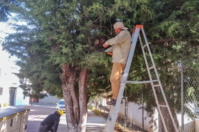 Gobierno Municipal Realiza Poda Preventiva en Calles y Parques de Huamantla- AlternativaTlx