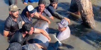 Partido Verde Ecologista Impulsa Reforma que Amenaza la Vida de Manatíes, Lobos Marinos y Delfines - AlternativaTlx