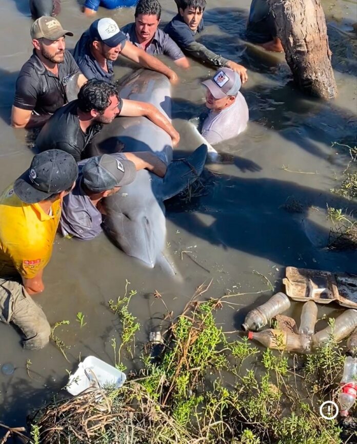 Partido Verde Ecologista Impulsa Reforma que Amenaza la Vida de Manatíes, Lobos Marinos y Delfines - AlternativaTlx