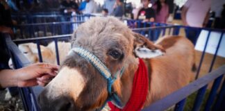 Rotundo Éxito la 1era Exposición Ganadera en Zacatelco- AlternativaTlx