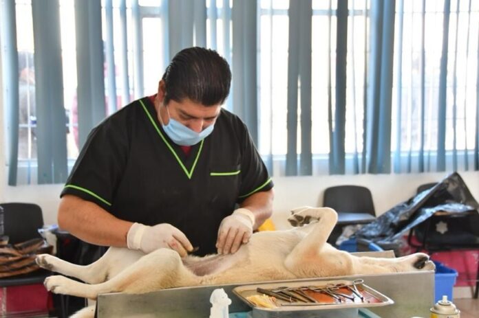 Tendrá Huamantla Nueva Campaña de Esterilización Gratuita para Perros y Gatos Tendrá Huamantla Nueva Campaña de Esterilización Gratuita para Perros y Gatos- AlternativaTlx