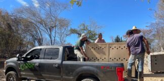 Unidad De Rescate Del Santuario Ostok sufre Violento Robo Despojan de Vehículo Esencial para Salvar Animales Silvestres - AlternativaTlx