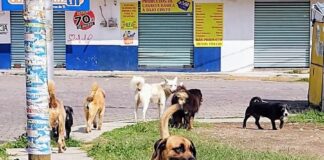 100 Días Hábiles para Accionar Planes Contra Abandono/Maltrato Animal en la Capital- AlternativaTlx 