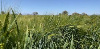 Colapsa Producción Agrícola en el Valle del Yaqui – AlternativaTlx