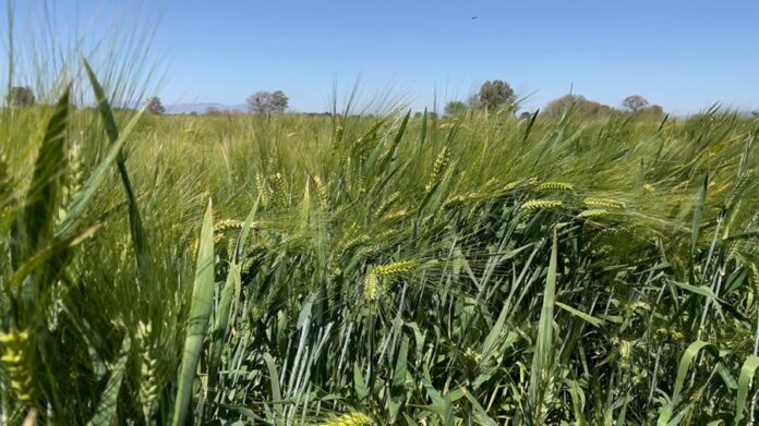 Colapsa Producción Agrícola en el Valle del Yaqui – AlternativaTlx