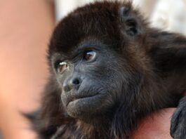 Conmemoran el Día Mundial de la Vida Silvestre con Conferencias y Programas- AlternativaTlx