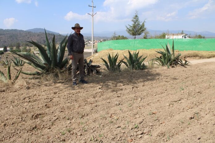 Contribuye FOMTLAX al Fortalecimiento del Campo Tlaxcalteca- AlternativaTlx Contribuye FOMTLAX al Fortalecimiento del Campo Tlaxcalteca- AlternativaTlx