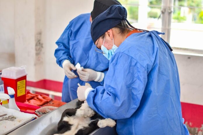 Gobierno de Huamantla Concluirá Campaña de Esterilización de Perros y Gatos en Cinco Comunidades Gobierno de Huamantla Concluirá Campaña de Esterilización de Perros y Gatos en Cinco Comunidades- AlternativaTlx