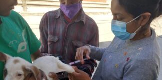 Inicia el 30 de Marzo la Jornada de Vacunación Antirrábica Canina y Felina en Tlaxcala- AlternativaTlx 