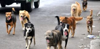 Inquietante que no les Hayan Practicado Análisis a Cuerpos de Perros Envenenados- AlternativaTlx  