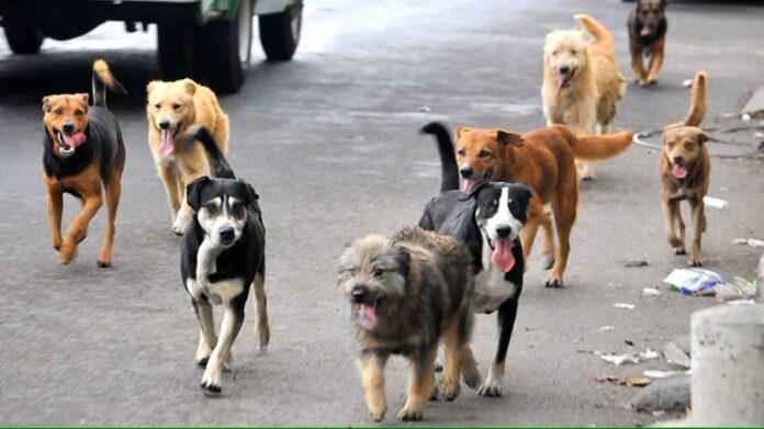 Inquietante que no les Hayan Practicado Análisis a Cuerpos de Perros Envenenados- AlternativaTlx  