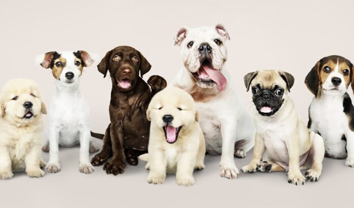 OCPA: Tutela de los Animales, Punto Central en la Iniciativa de la Diputada Bocardo- AlternativaTlx