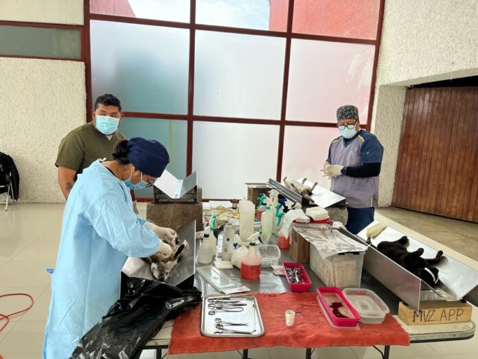 Realiza Sector Salud 500 Esterilizaciones de Perros y Gatos- AlternativaTlx  