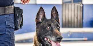 Unidad Canina K9 al Servicio de Huamantla para Fortalecer la Seguridad- AlternativaTlx 