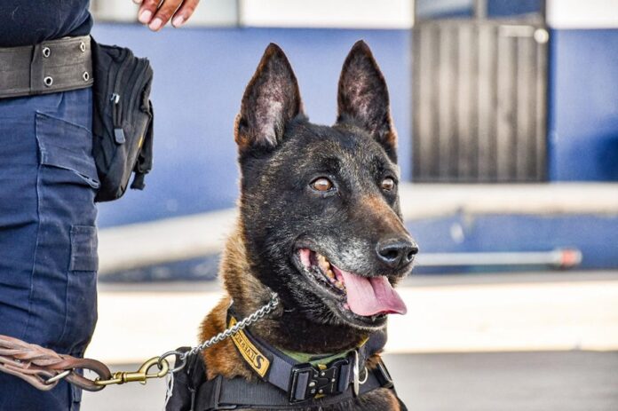 Unidad Canina K9 al Servicio de Huamantla para Fortalecer la Seguridad Unidad Canina K9 al Servicio de Huamantla para Fortalecer la Seguridad- AlternativaTlx
