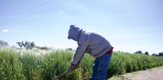 Van Seis Años y Medio de Angustia de Productores Agrícolas Pecuarios, Industriales y Pesqueros – AlternativaTlx