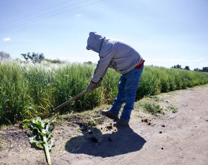 Van Seis Años y Medio de Angustia de Productores Agrícolas Pecuarios, Industriales y Pesqueros – AlternativaTlx