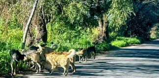 13 Municipios sin Reglamento de Bienestar Animal; Zacatelco, el de Mayor Población- AlternativaTlx 