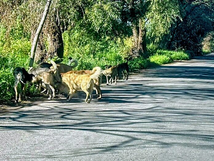 13 Municipios sin Reglamento de Bienestar Animal; Zacatelco, el de Mayor Población- AlternativaTlx 