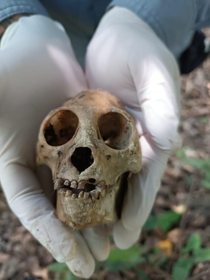 AZCARM pone en marcha Observatorio Ciudadano para Evitar Muerte Masiva de Monos Saraguatos en el Sureste de México - AlternativaTlx AZCARM pone en marcha Observatorio Ciudadano para Evitar Muerte Masiva de Monos Saraguatos en el Sureste de México - AlternativaTlx