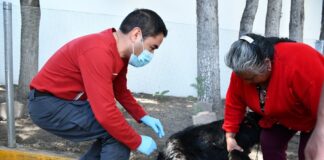 Jornada de Vacunación Antirrábica Canina y Felina Registra Alta Participación en Tlaxcala- AlternativaTlx  